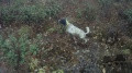 Setter Anglais DENDABERRI JAI Setter Anglais DENDABERRI JAI